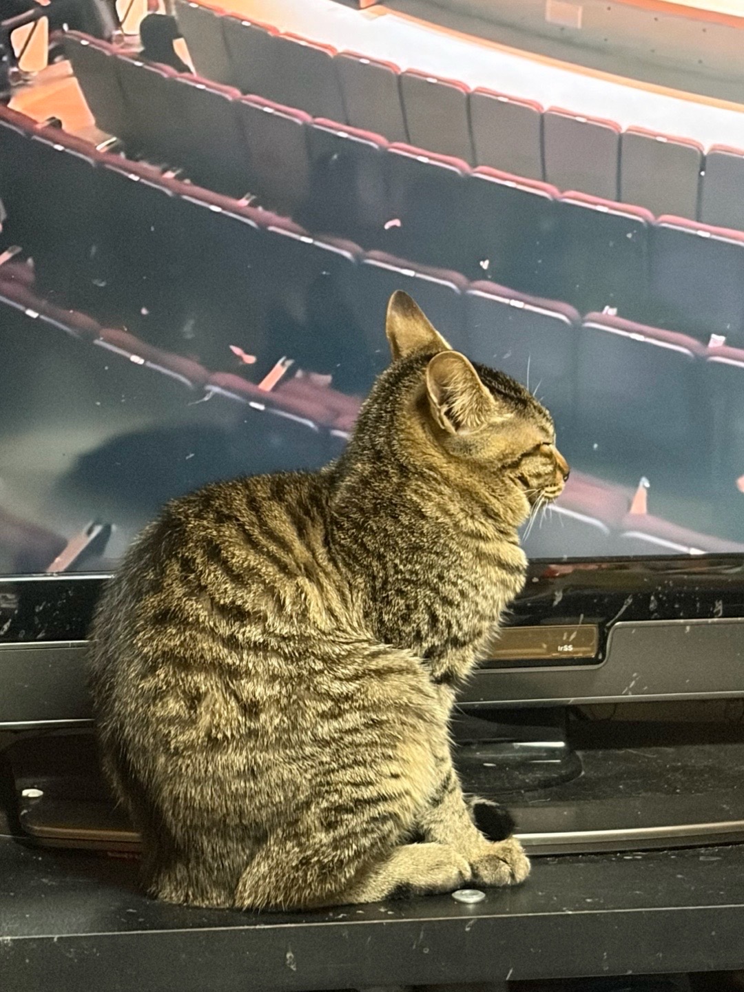 高齢猫の健康！腎臓サプリメントおすすめ
